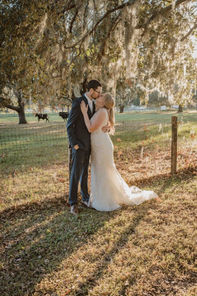 bride and groom standing in front of cows 