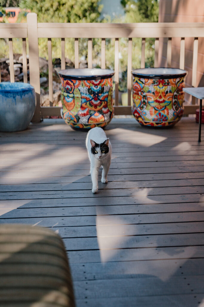 cat walking towards the camera
